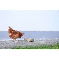 Dinkelspelzenbriketts Einstreu- / Beschäftigungsmaterial für Hühner
