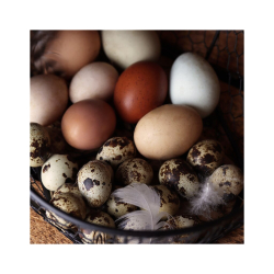 QUAILZZ® Eierkorb für Wachtel- und Hühnereier