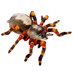 Die Spiegelburg Spinne - Nature Zoom Wild